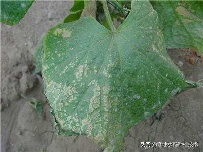伏天打农药,怎么才能安全高效?