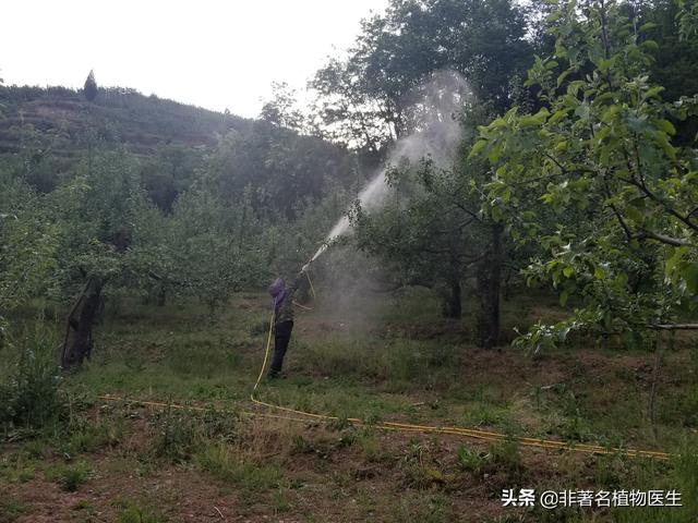 伏天打农药,怎么才能安全高效?