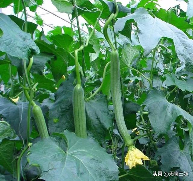 我家种的丝瓜，长出的“黄蜂腰”形丝瓜是怎么回事？有的里面已有虫该如何防止？