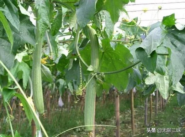我家种的丝瓜，长出的“黄蜂腰”形丝瓜是怎么回事？有的里面已有虫该如何防止？