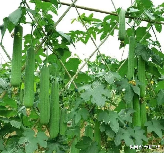 我家种的丝瓜，长出的“黄蜂腰”形丝瓜是怎么回事？有的里面已有虫该如何防止？