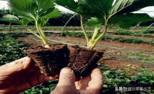 草莓苗怎样做假植?