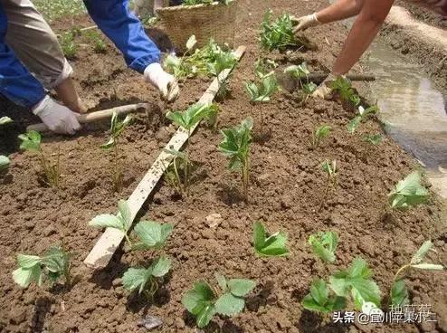 草莓苗怎样做假植?