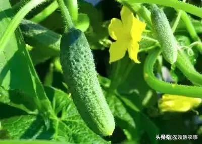 7月份可以育第二茬黄瓜苗吗?