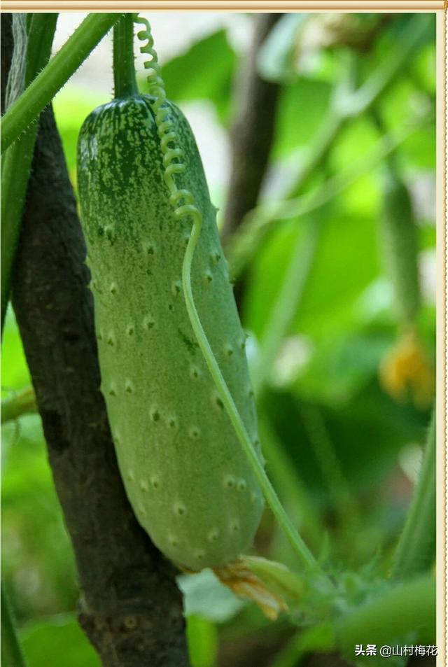 7月份可以育第二茬黄瓜苗吗?