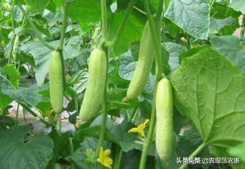 7月份可以育第二茬黄瓜苗吗?