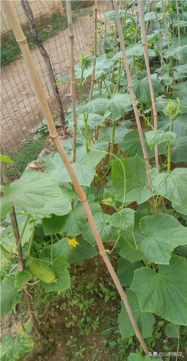 7月份可以育第二茬黄瓜苗吗?