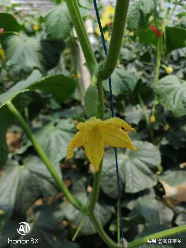 7月份可以育第二茬黄瓜苗吗?