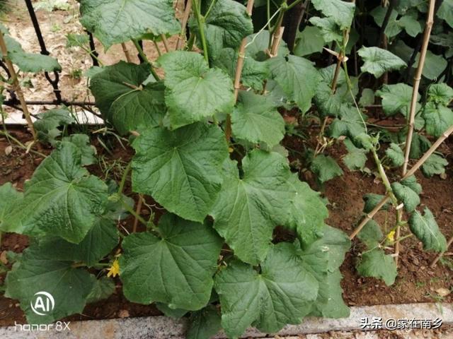7月份可以育第二茬黄瓜苗吗?