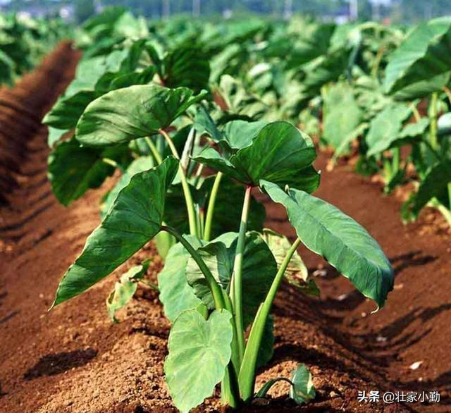 芋头什么时候培土?