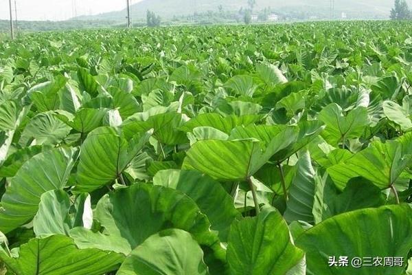 芋头什么时候培土?