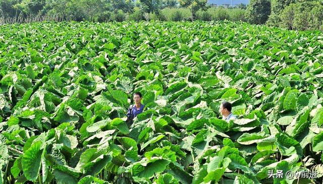 芋头什么时候培土?