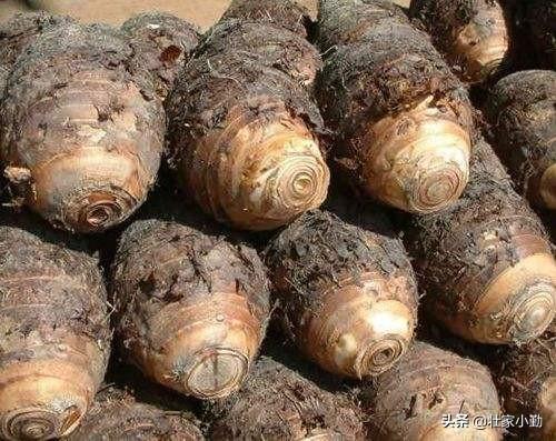 芋头什么时候培土?