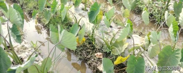 芋头什么时候培土?