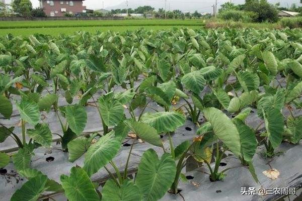 芋头什么时候培土?