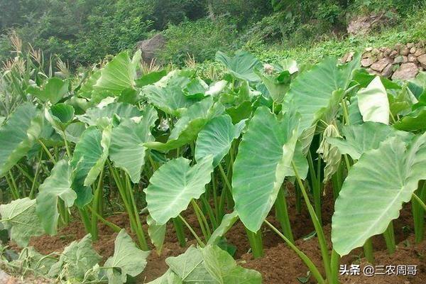 芋头什么时候培土?