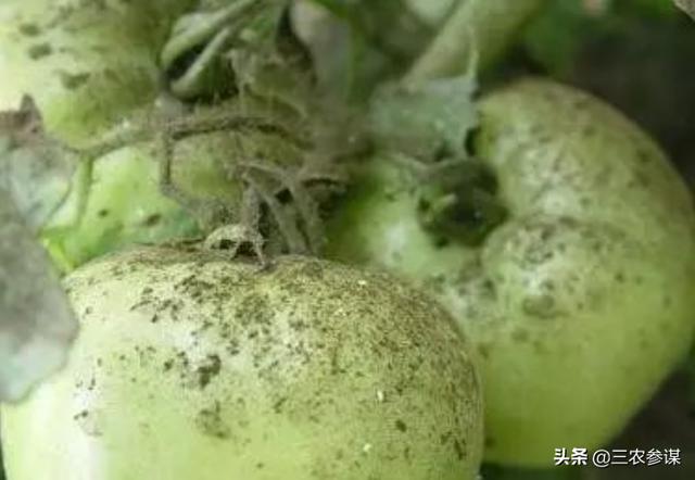 白粉虱最怕什么?