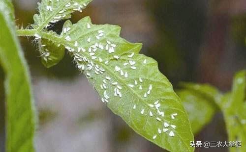 白粉虱最怕什么?