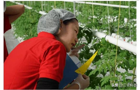 白粉虱最怕什么?