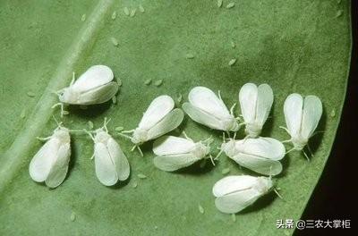 白粉虱最怕什么?