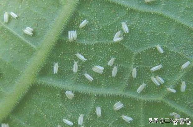 白粉虱最怕什么?