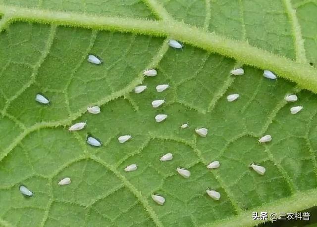白粉虱最怕什么?