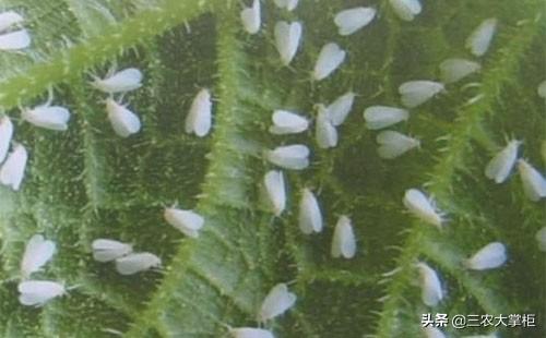 白粉虱最怕什么?