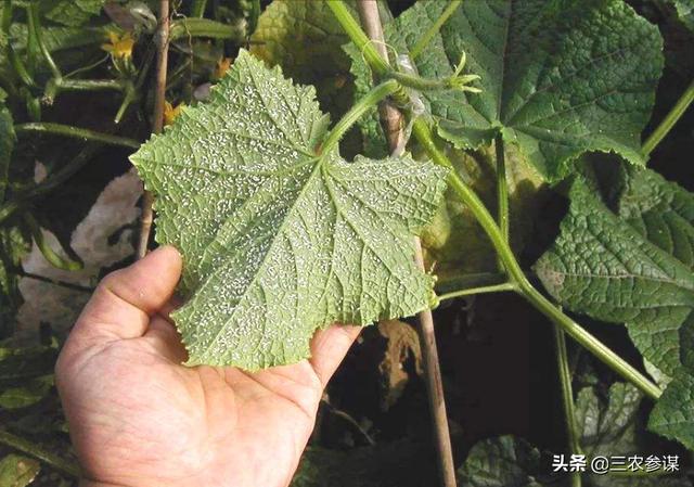 白粉虱最怕什么?