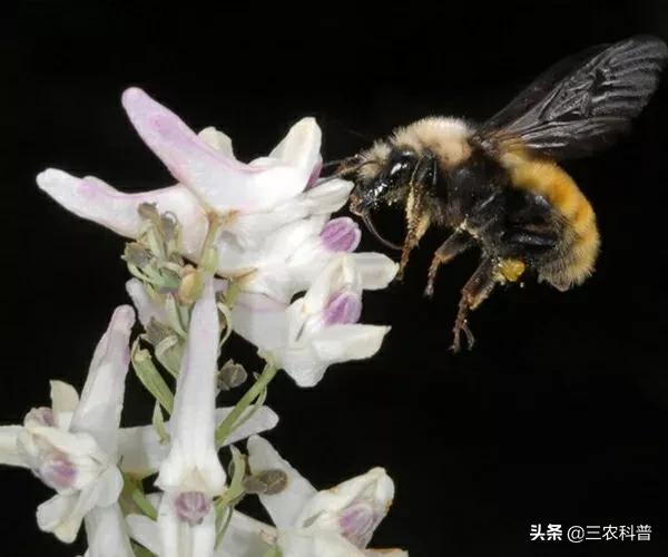 白粉虱最怕什么?