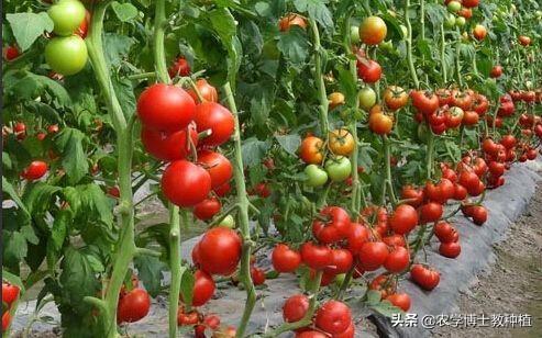西红柿枯萎病如何预防?