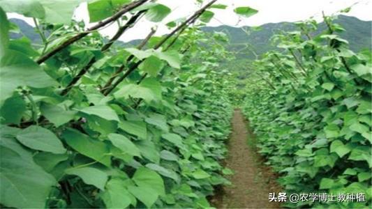 什么时候种四季豆合适?有哪些注意事项?