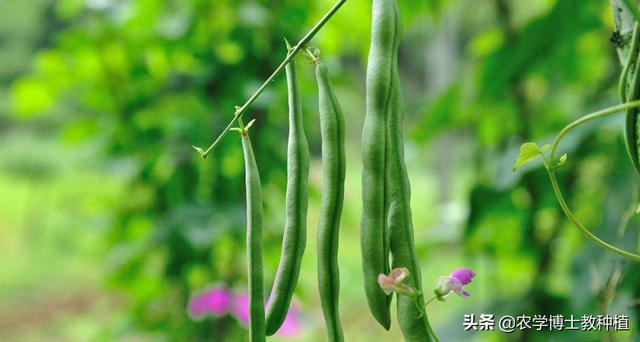 什么时候种四季豆合适?有哪些注意事项?