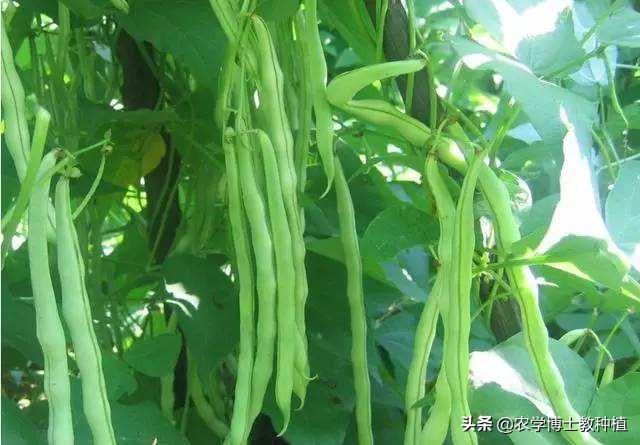 什么时候种四季豆合适?有哪些注意事项?