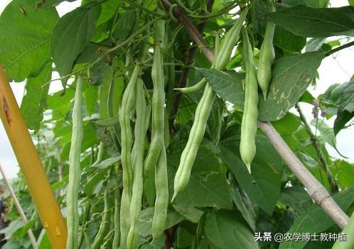 什么时候种四季豆合适?有哪些注意事项?