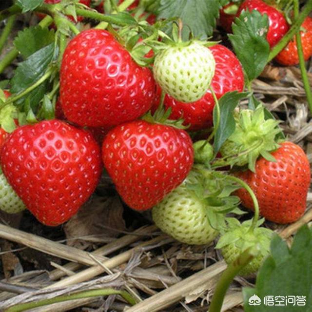 草莓缺硼是什么症状?