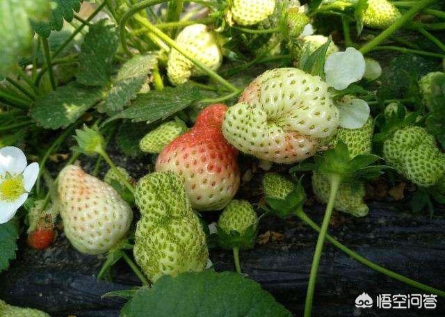 草莓缺硼是什么症状?