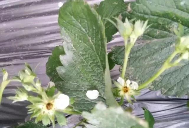 草莓缺硼是什么症状?