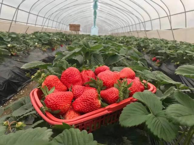 草莓缺硼是什么症状?
