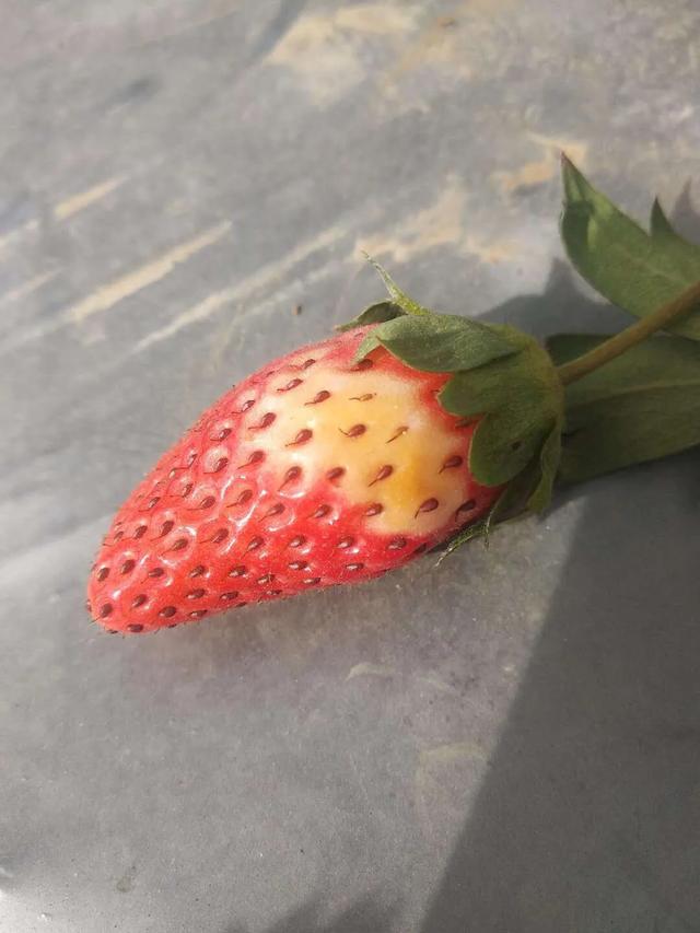 草莓缺硼是什么症状?