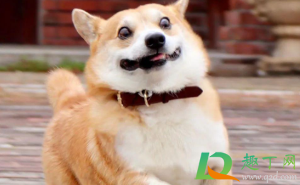 狗狗便秘的主要原因 狗狗拉屎颗粒状正常吗