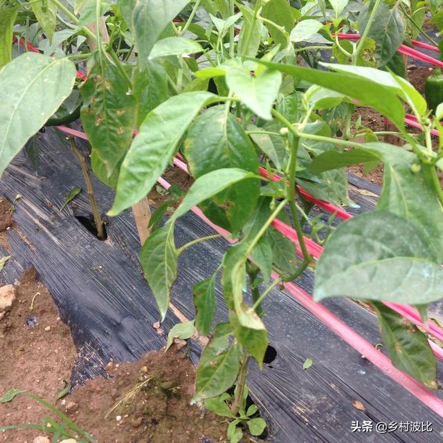 辣椒正值开花,却出现黄叶落叶、顶部萎缩不长的现象,什么问题?