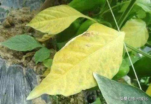 辣椒正值开花,却出现黄叶落叶、顶部萎缩不长的现象,什么问题?