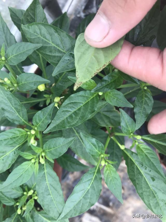 辣椒正值开花,却出现黄叶落叶、顶部萎缩不长的现象,什么问题?