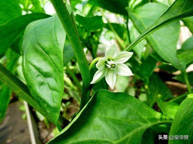 辣椒正值开花,却出现黄叶落叶、顶部萎缩不长的现象,什么问题?