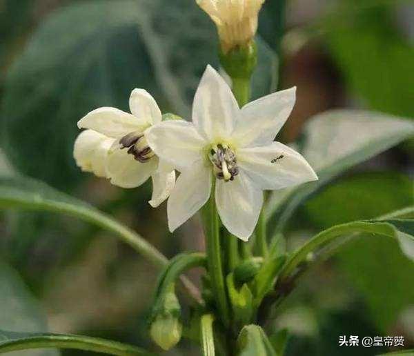 辣椒正值开花,却出现黄叶落叶、顶部萎缩不长的现象,什么问题?