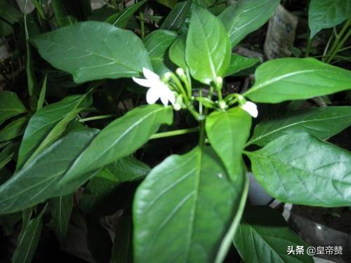 辣椒正值开花,却出现黄叶落叶、顶部萎缩不长的现象,什么问题?