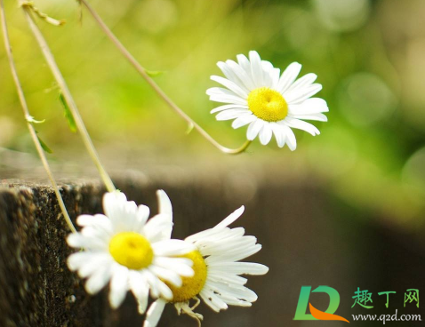 2021年1月有哪些节日纪念日