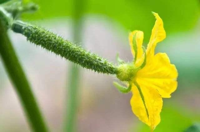 家里种的黄瓜花量多,可就是结瓜少,是怎么回事呀?