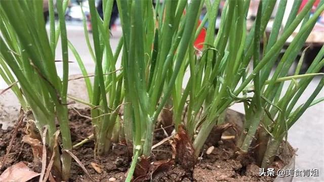 小香葱生长需要什么营养？