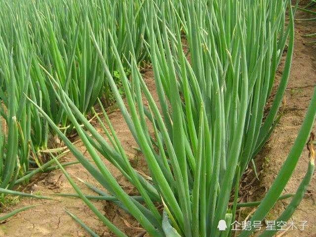 小香葱生长需要什么营养？
